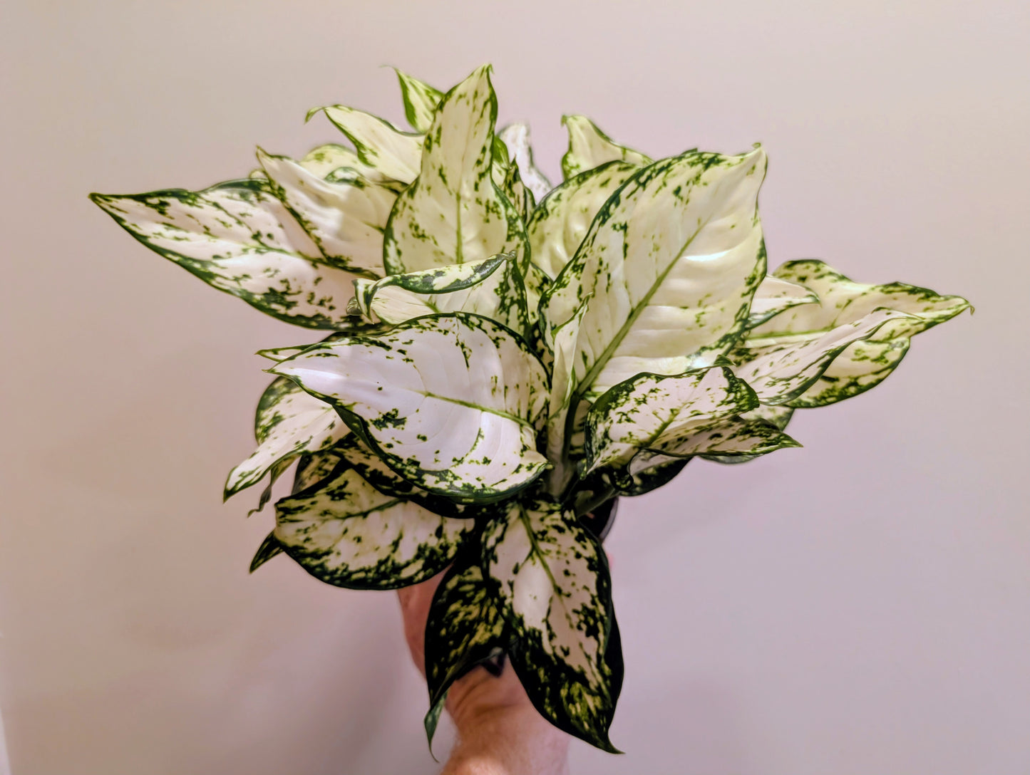 Aglaonema White Kiwi 12cm
