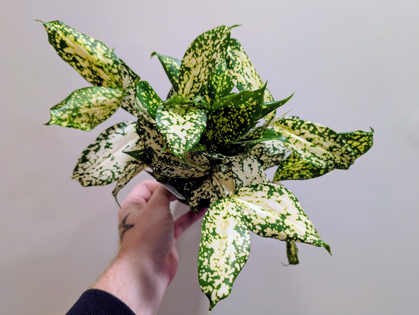 Dracaena Godseffiana 12cm