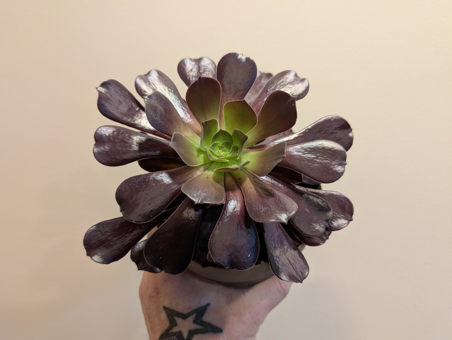 Aeonium Arboruem 14cm