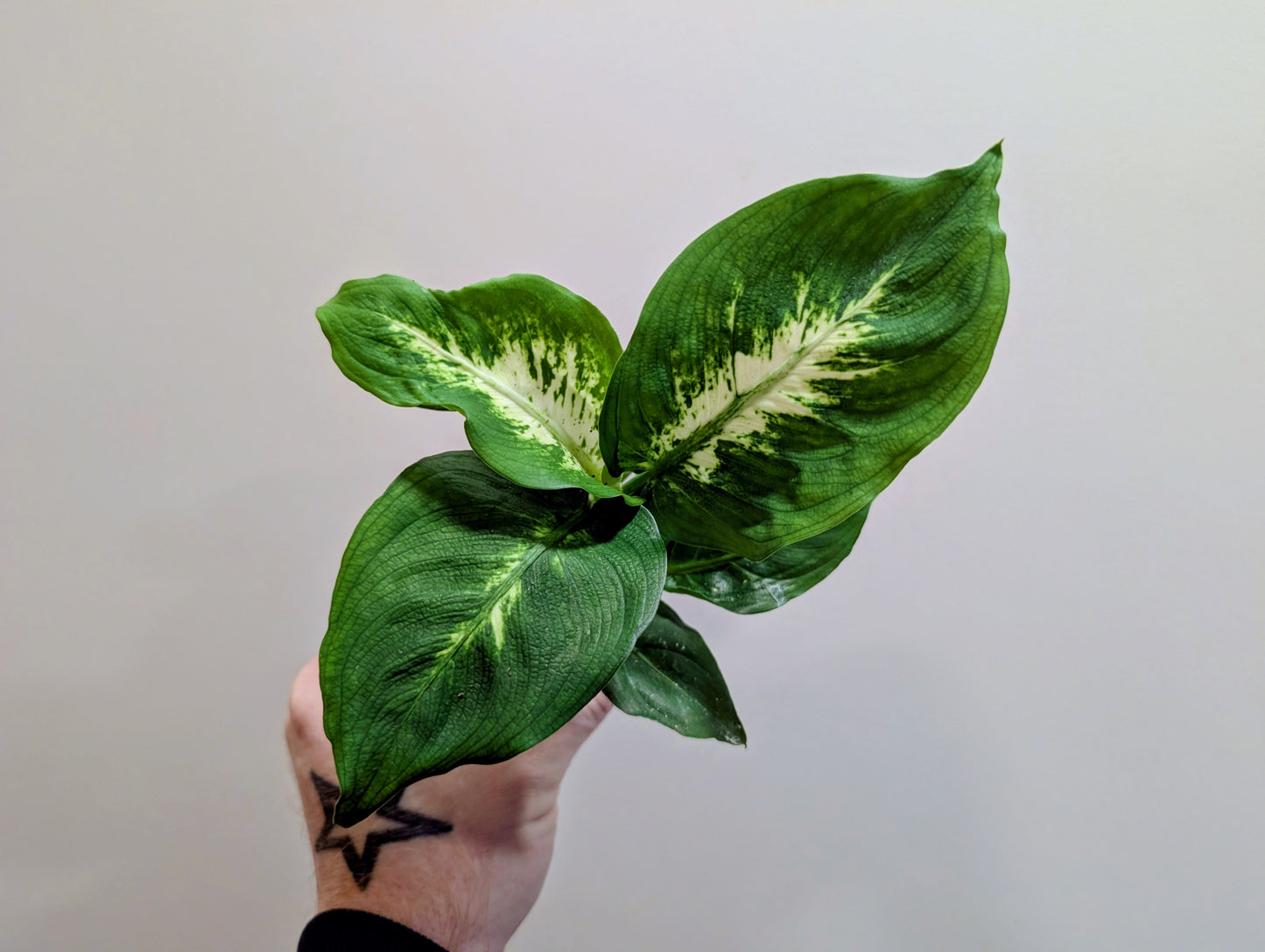 Dieffenbachia Camilla 6cm