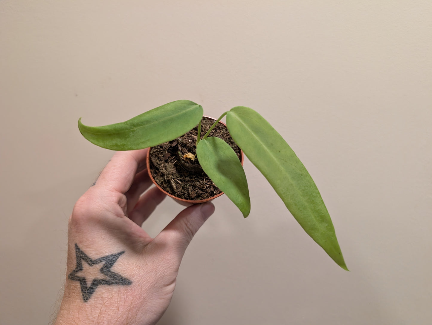 Anthurium Pallidiflorum 7cm