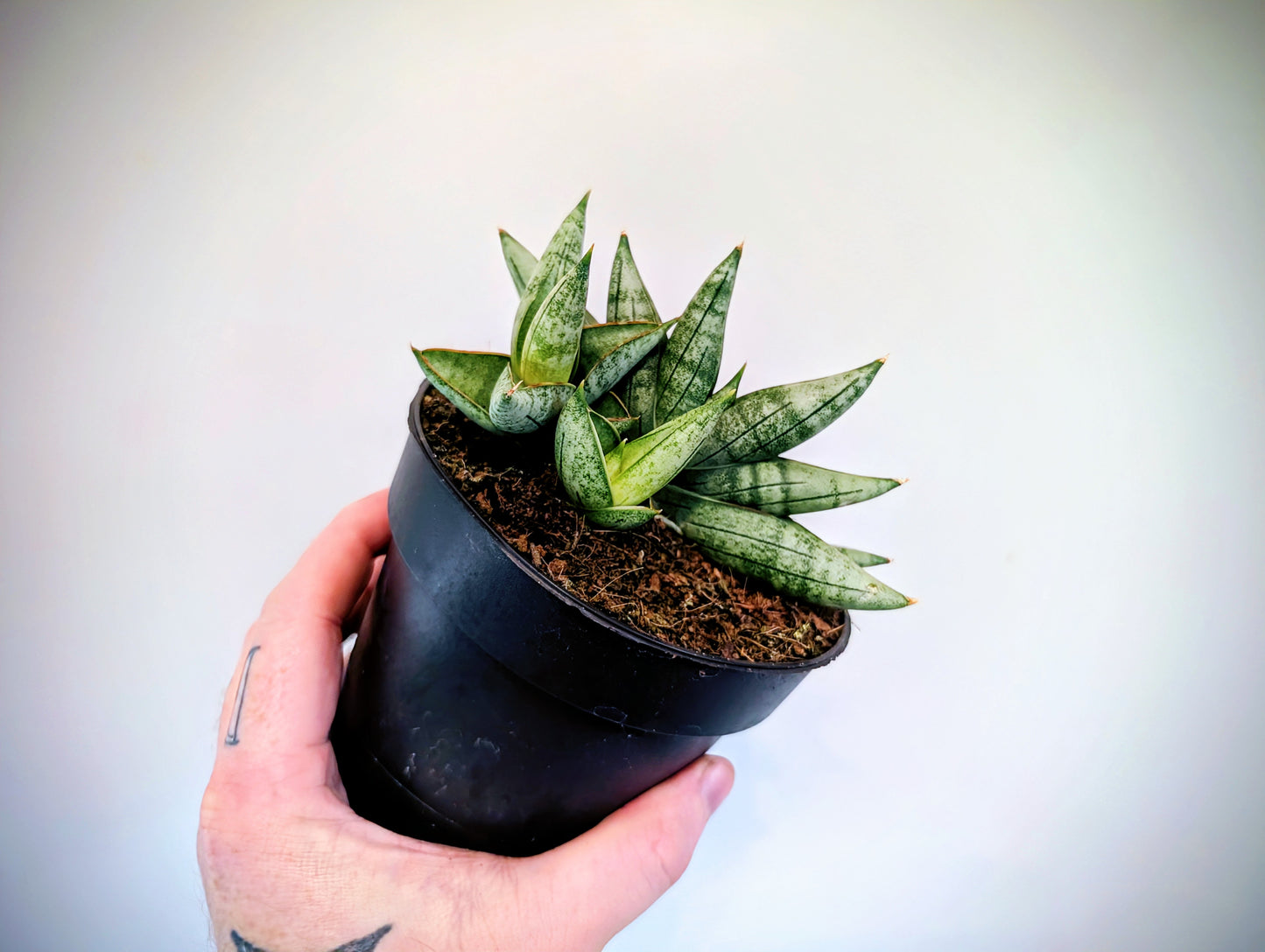 Sansevieria Inti 12cm