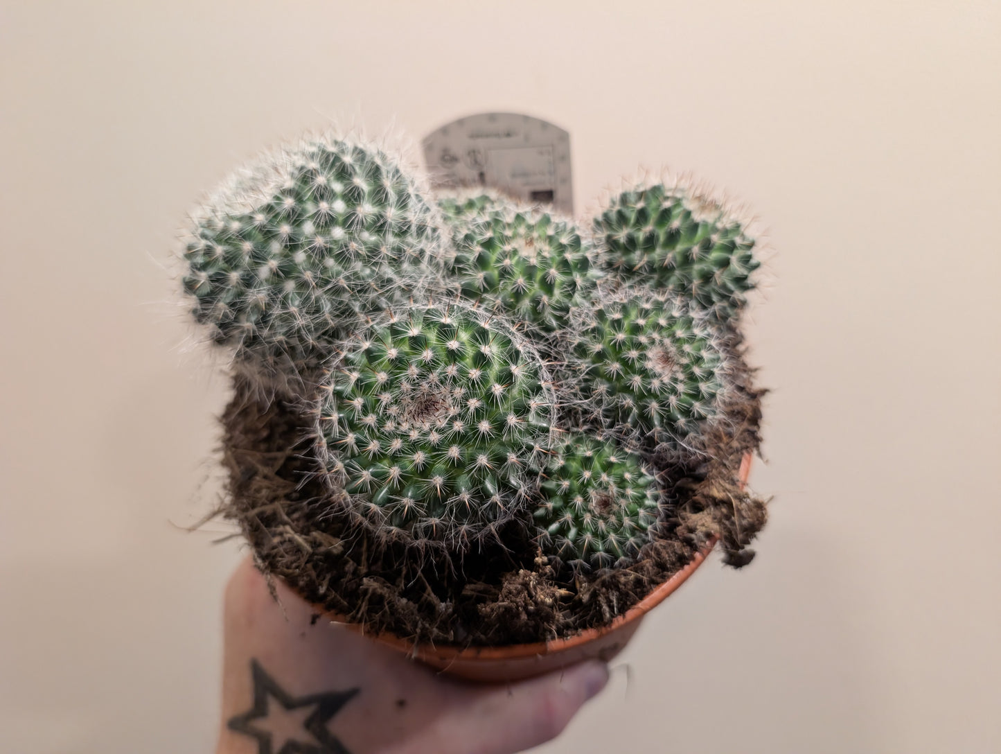 Cactus Mix 15cm (4 variations)