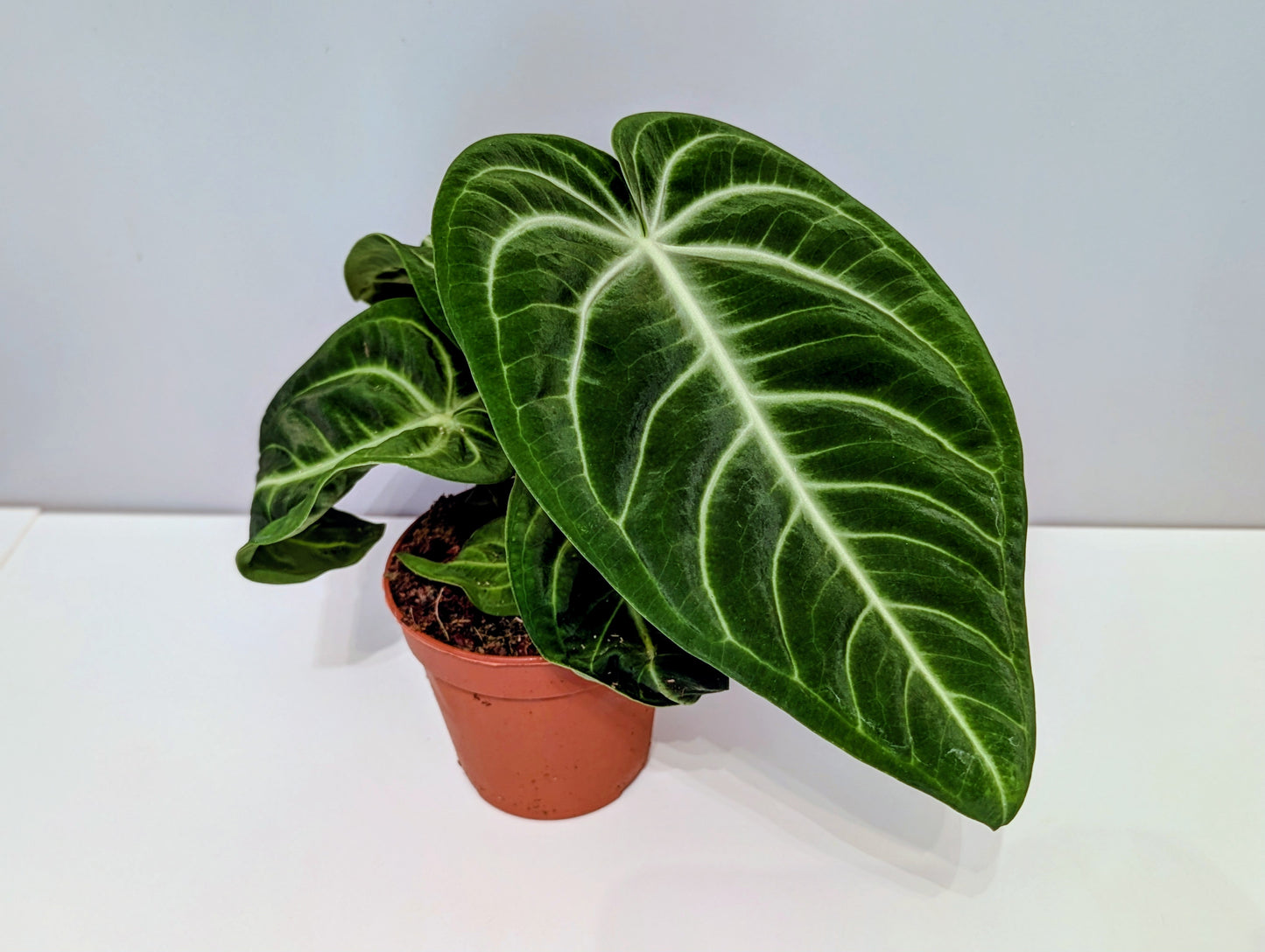 Anthurium Villenaorum 12cm