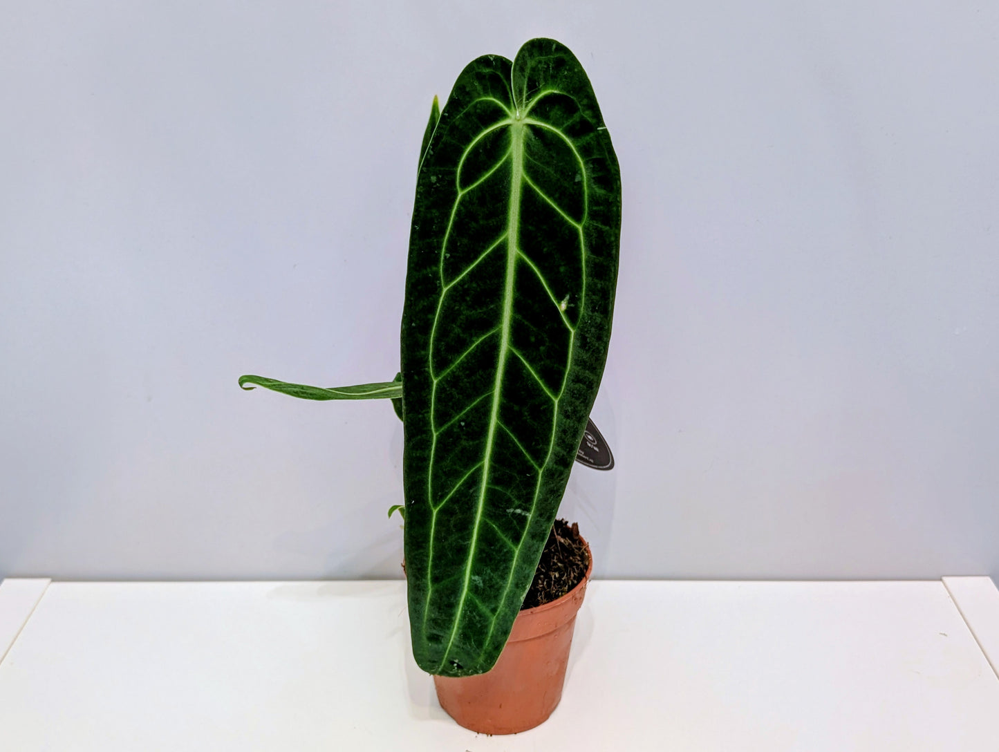 Anthurium Warocqueanum 12cm