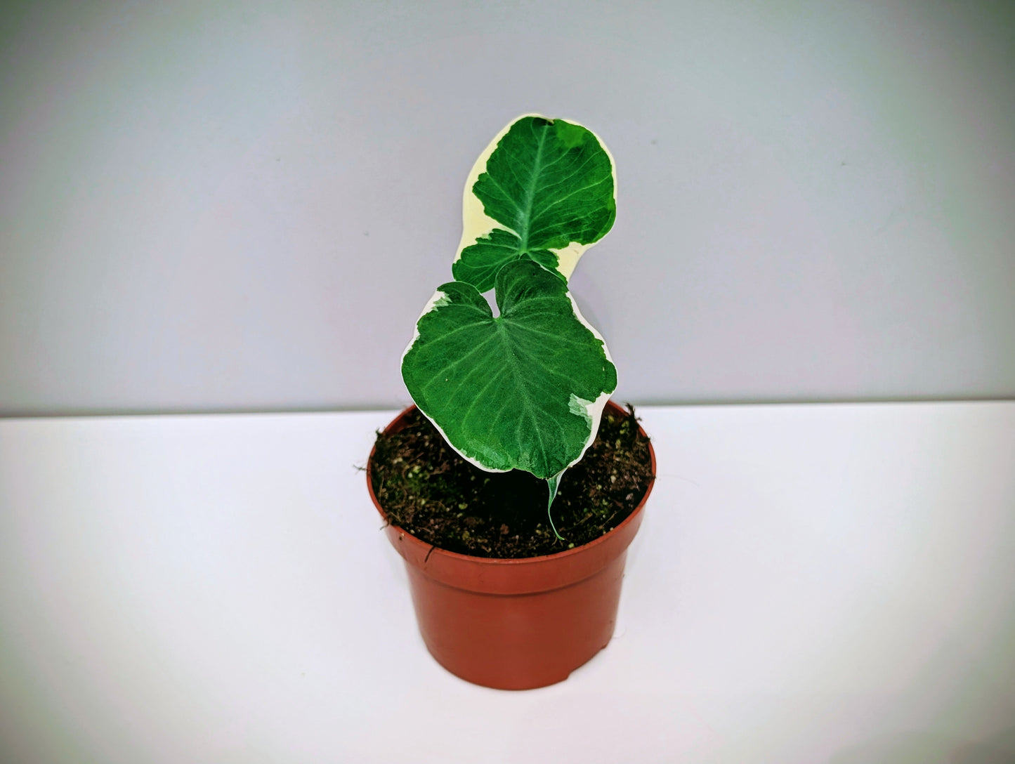 Alocasia Mickey Mouse 10.5cm