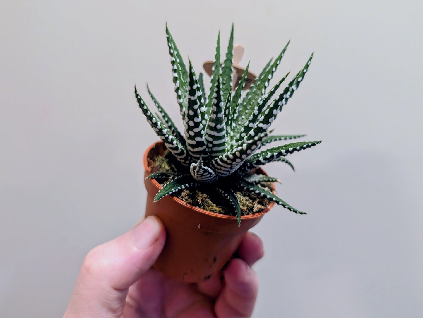 Haworthia Fasciata Big Band - Beetlejuice 6cm