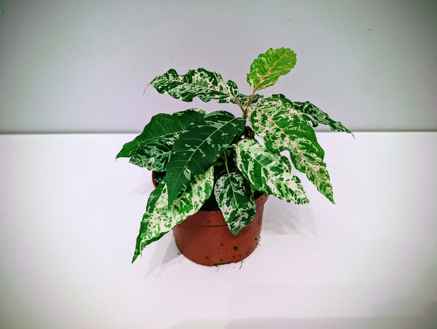 Ficus Snowstorm 9cm