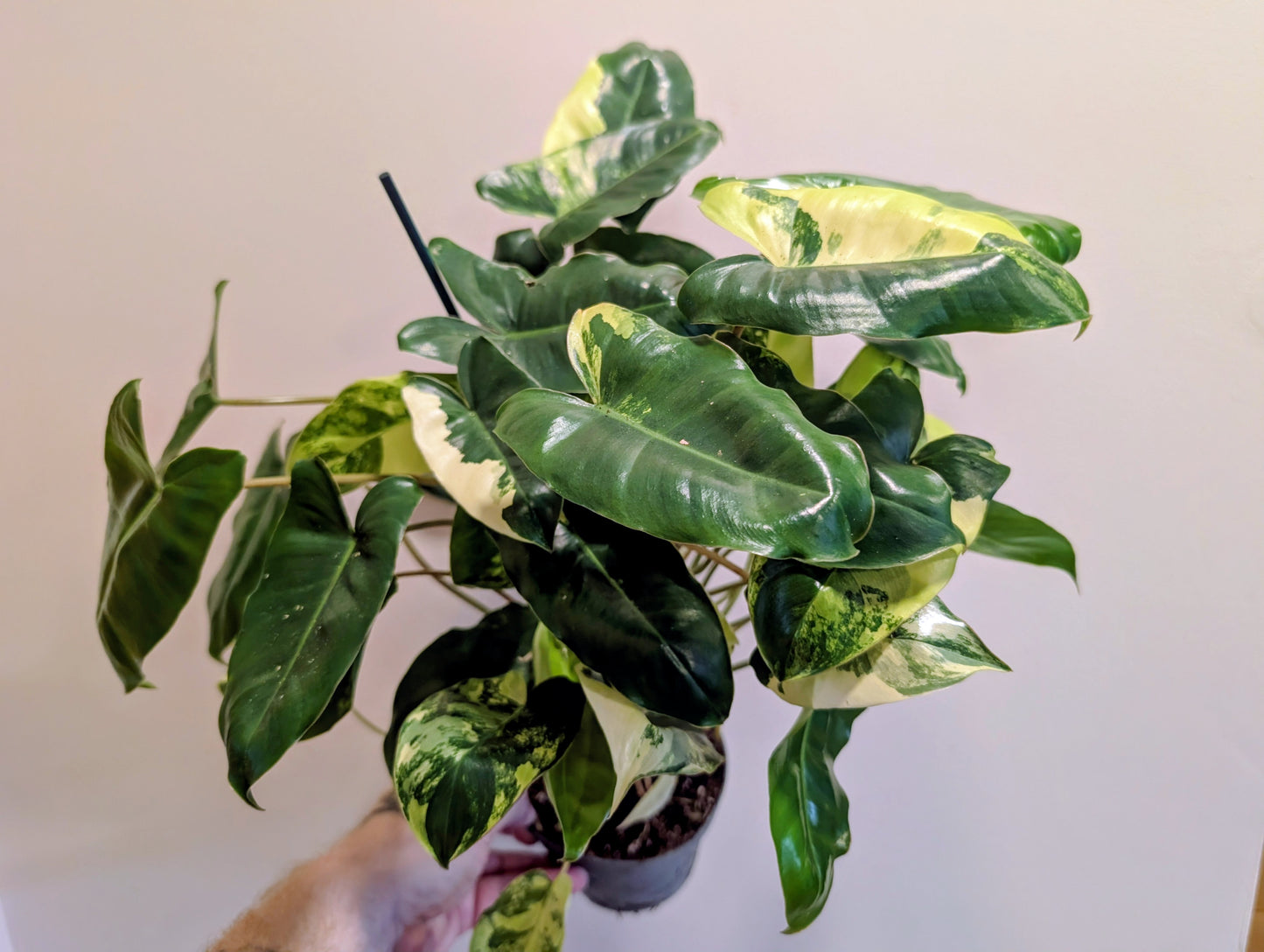 Philodendron Burle Marx Variegata 12cm Grade B