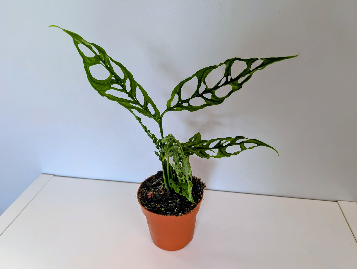 Monstera Obliqua Peru 12cm