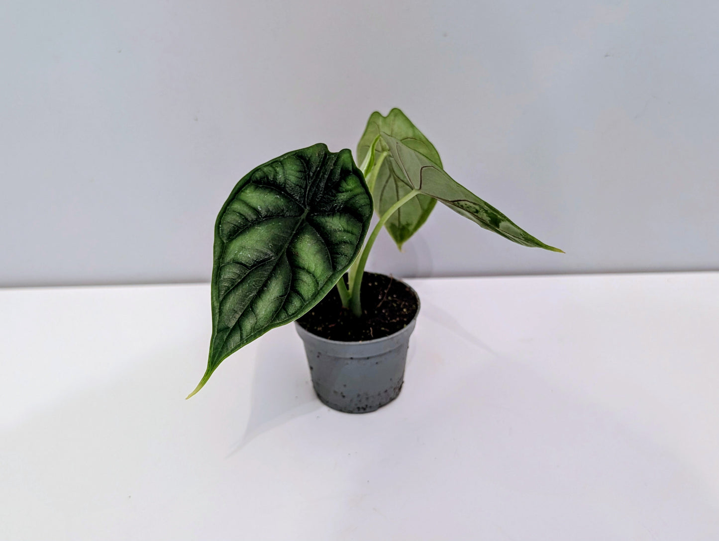 Alocasia Dragon Scale 6cm