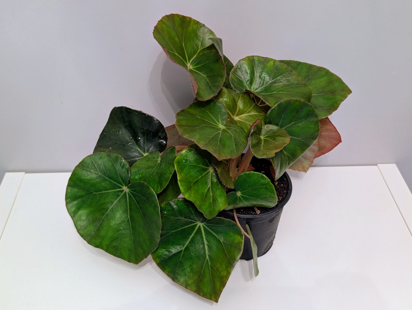Begonia Erythrophylla 14cm
