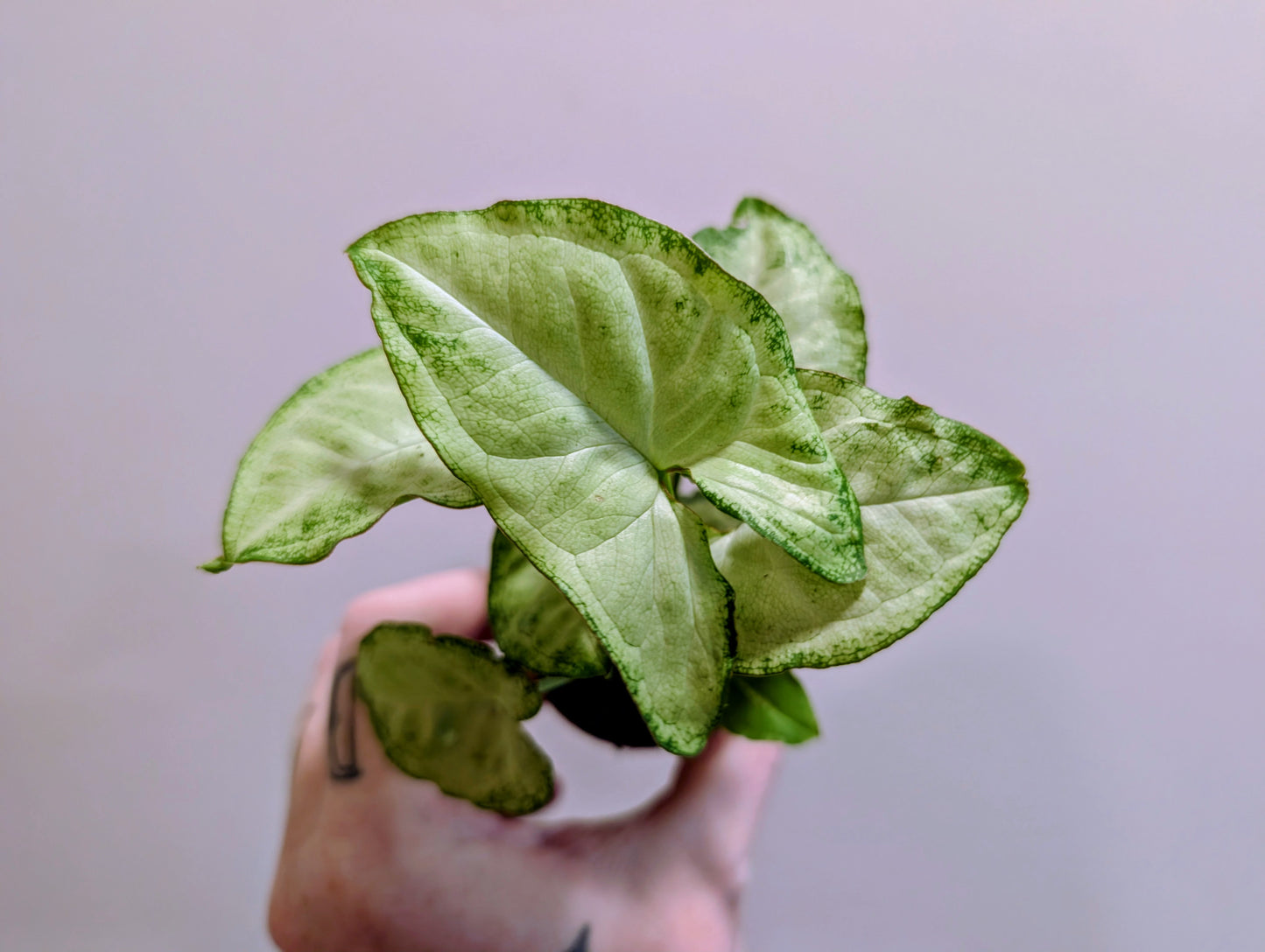 Syngonium White Butterfly 5.5cm