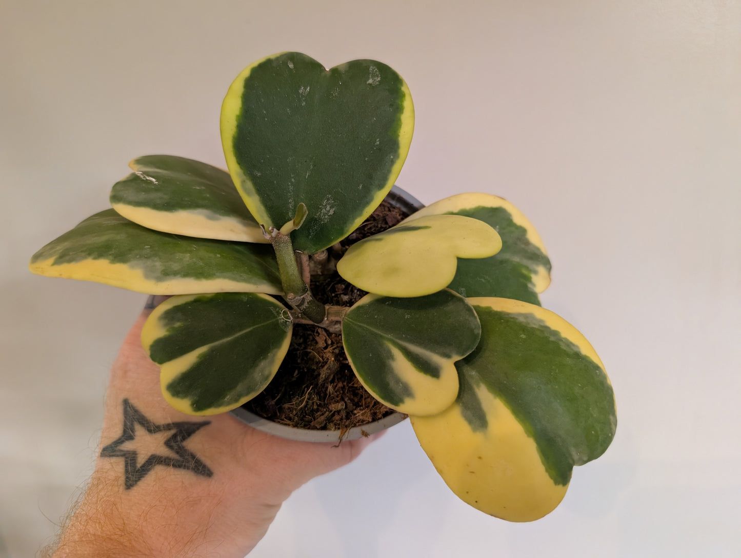 Hoya Kerrii Variegata 12cm