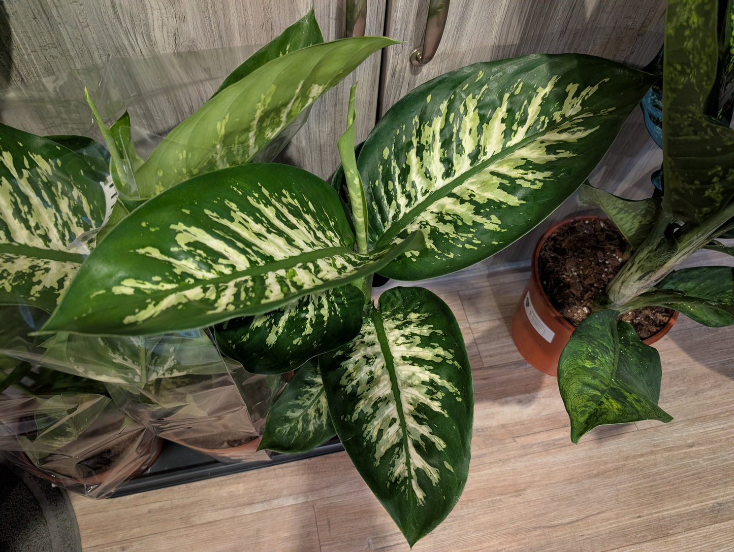Dieffenbachia Tropic Snow 19cm