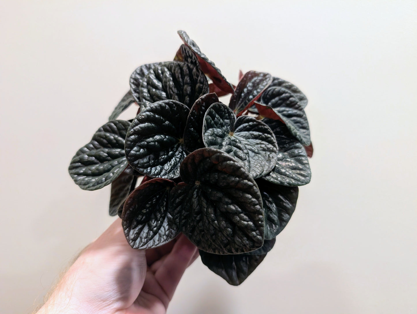 Peperomia Chocolat 12cm