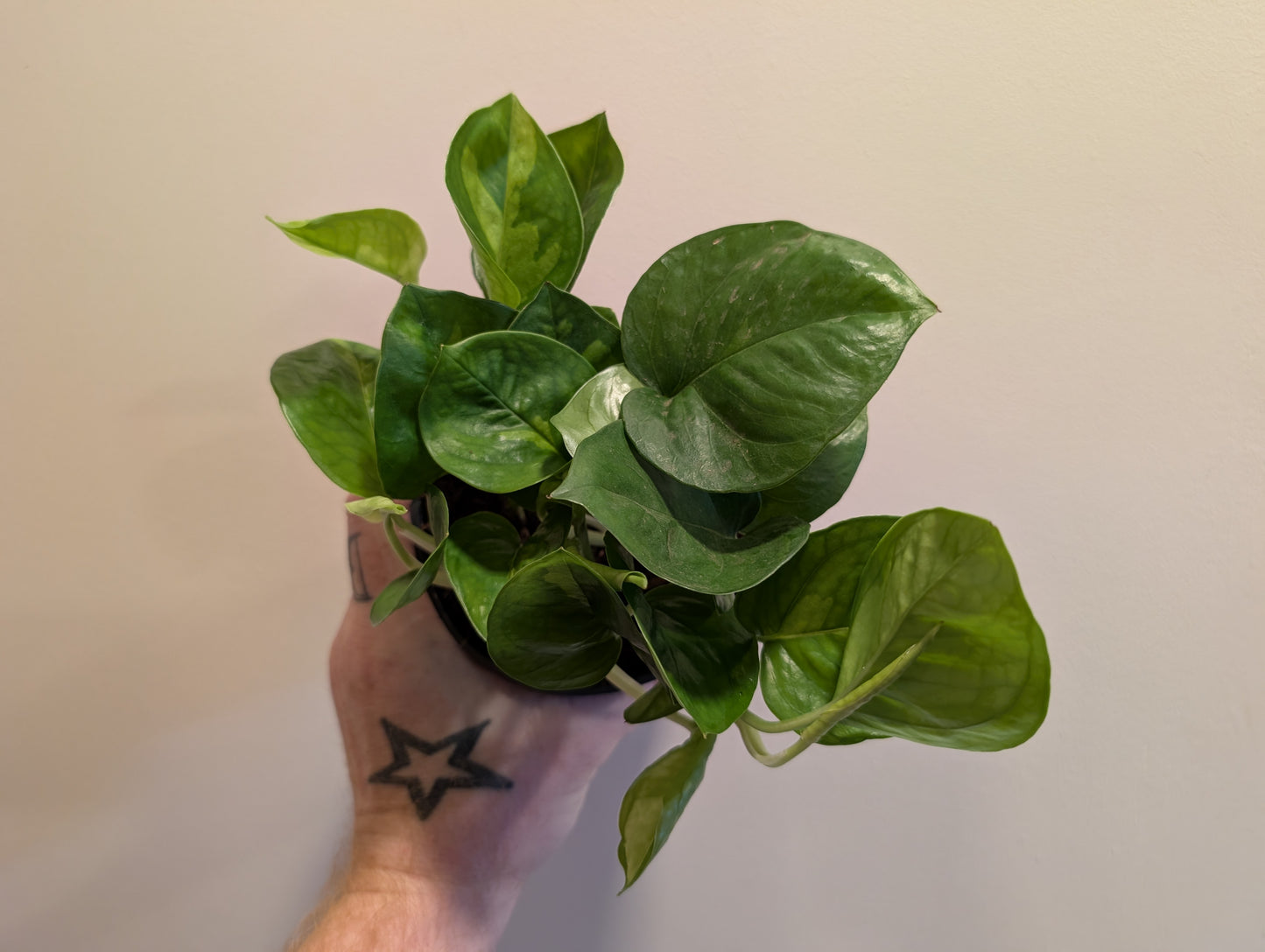 Epipremnum pinnatum Global Green 12cm