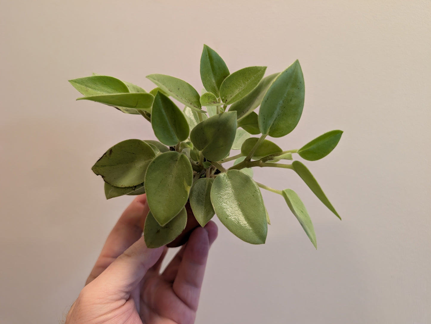 Peperomia obtusifolia Pixie Lime 5.5cm
