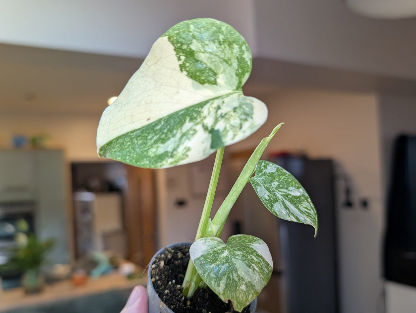 Monstera Creme Brulee 6cm