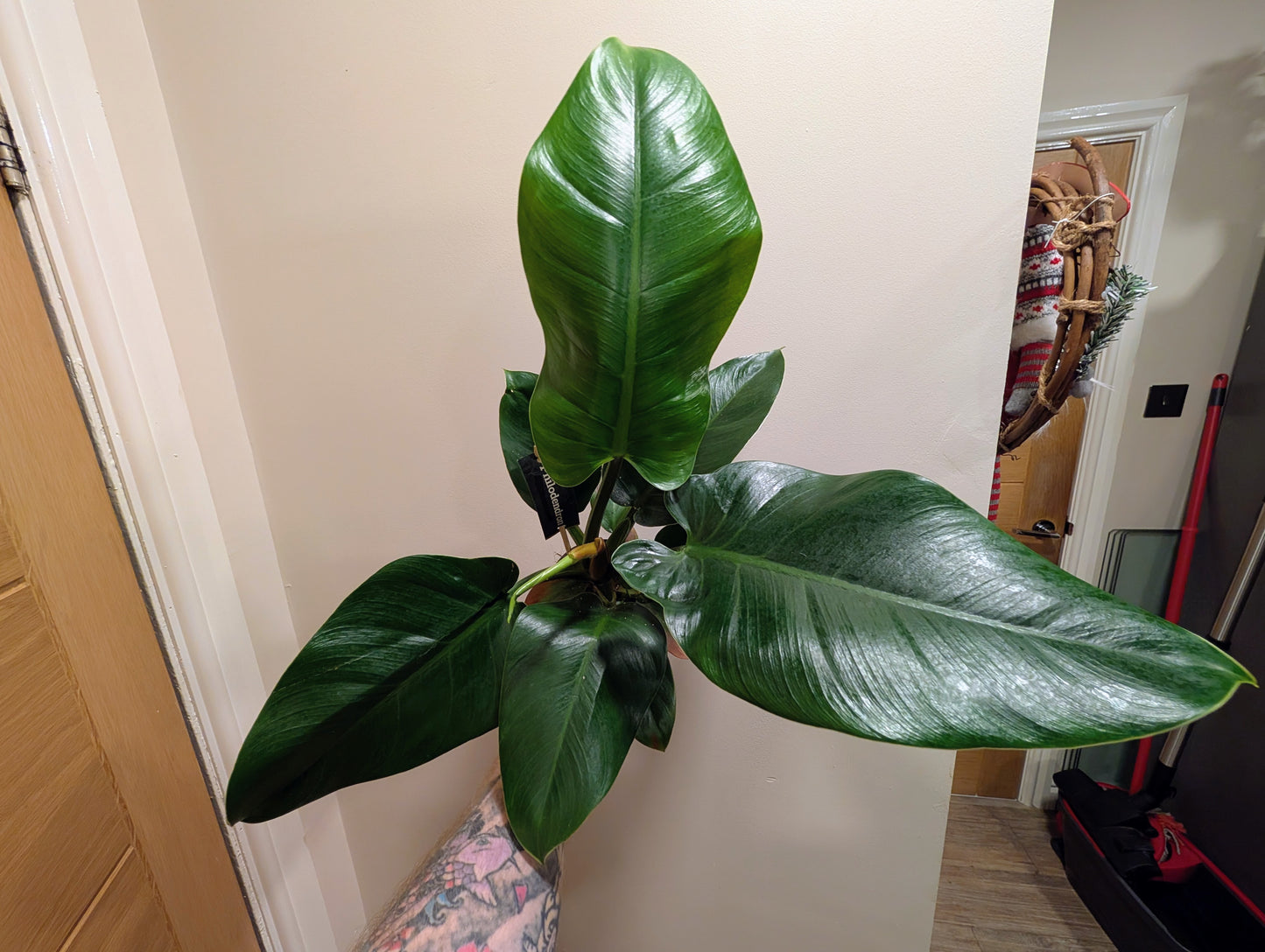 Philodendron Imperial Green 12cm