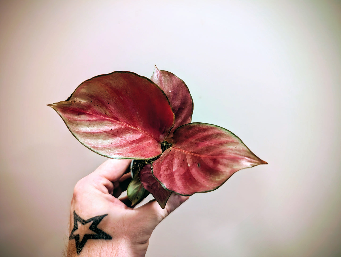 Calathea Roseopicta Silver Plate 6cm