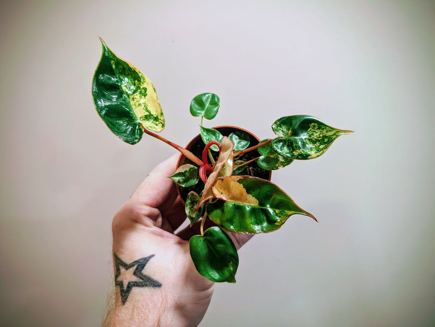 Philodendron Billietiae Variegata 7cm