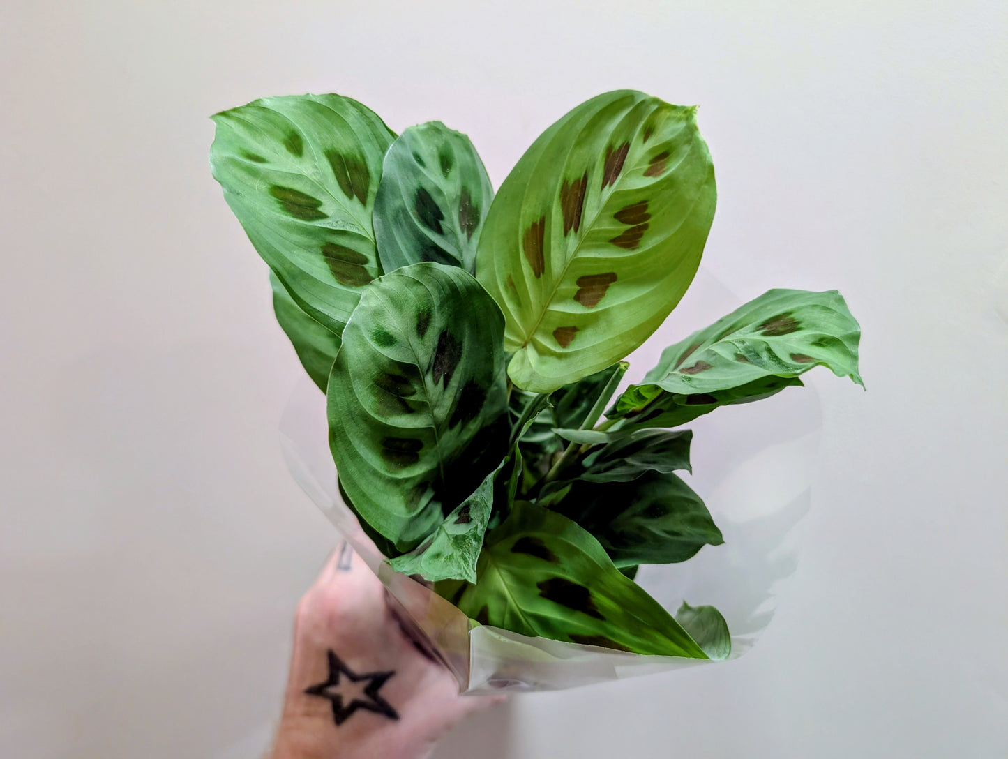 Maranta Leuconeura Kerchoveana 12cm