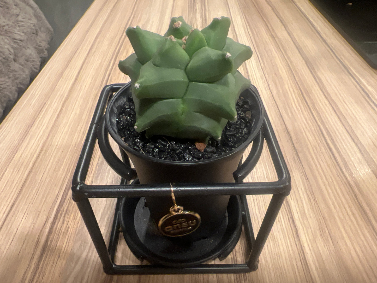 Cactus Astrophytum Myriostigma Design 10cm