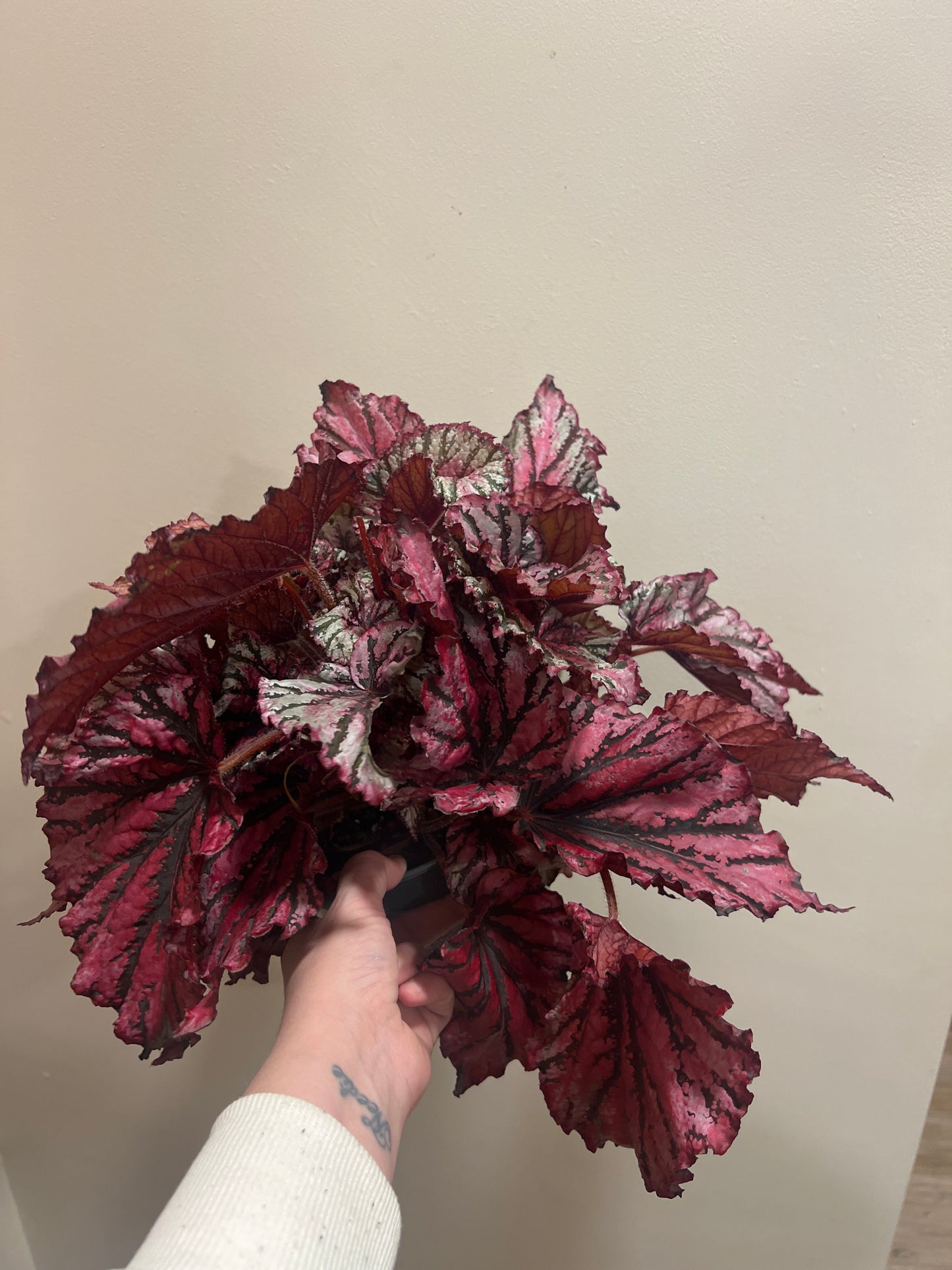 Begonia Beleaf 17cm Grade B