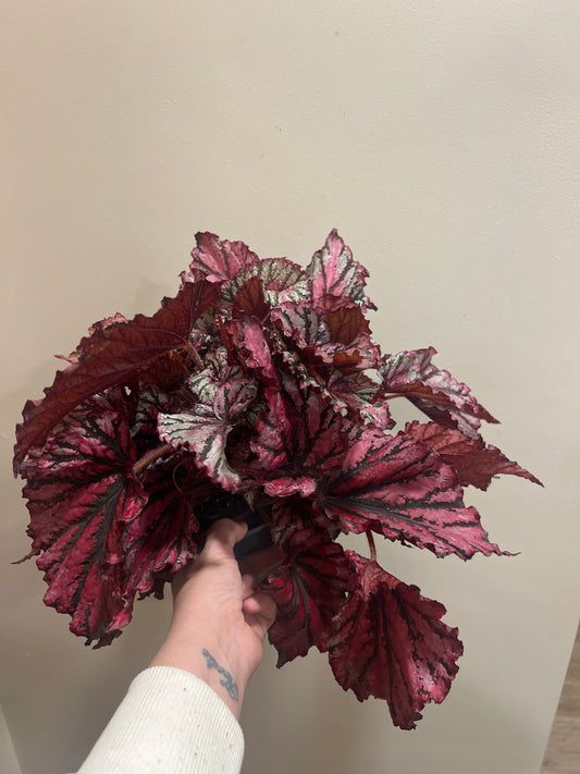 Begonia Beleaf 17cm Grade B