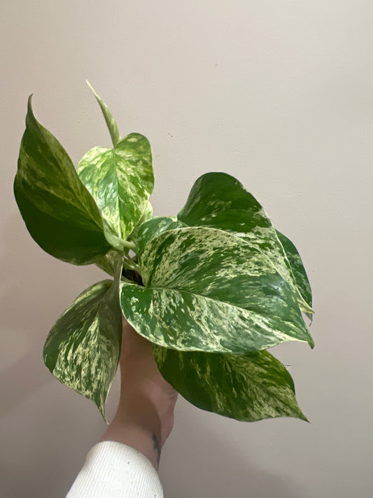 Epipremnum pinnatum Marble Queen 12cm