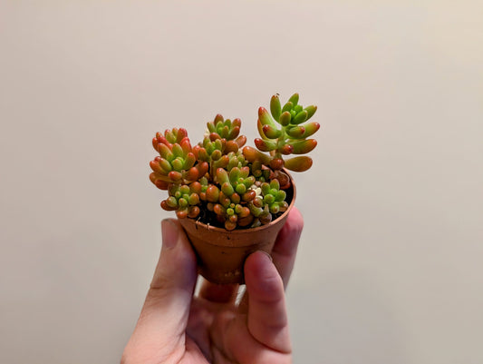 Sedum Jelly Beans 5cm