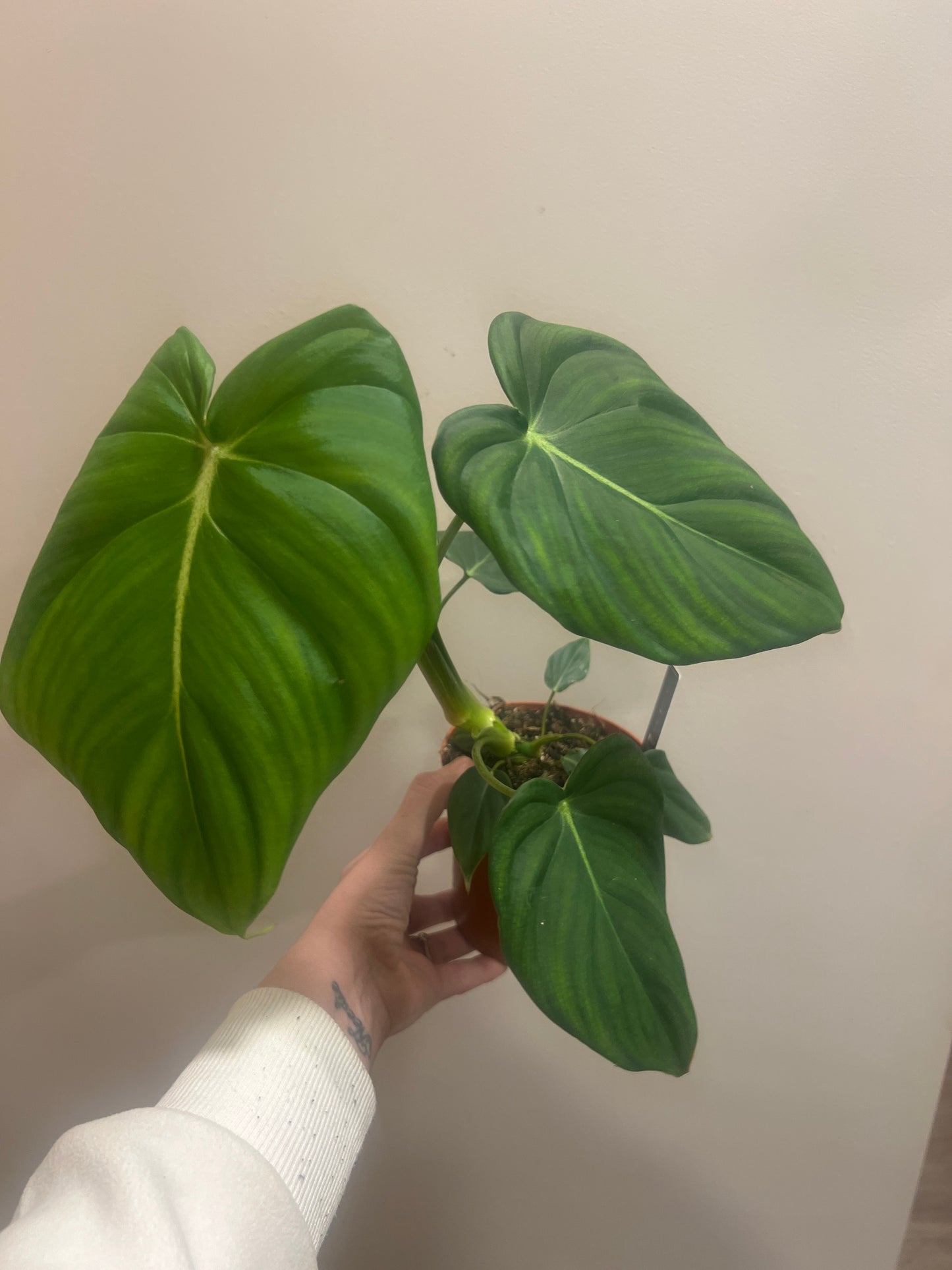 Philodendron pastizanum 12cm