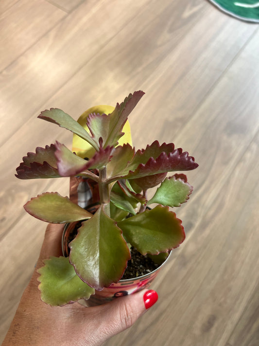 Succulent 10.5cm pot (6)