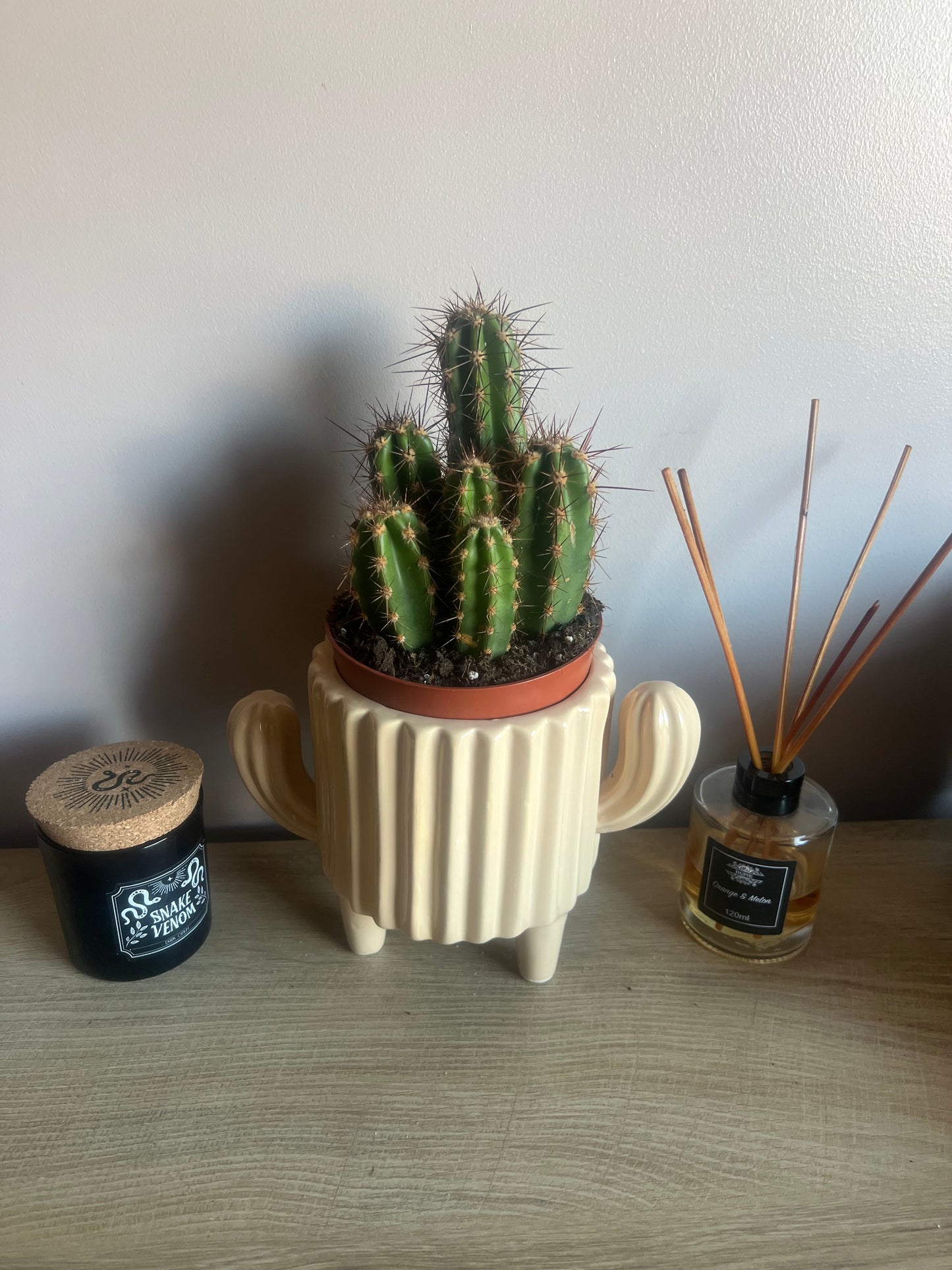 Cacti Ceramic Pot 11cm (3 styles to choose from)