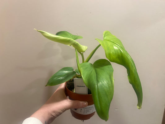 Philodendron golden violin 12cm Grade B