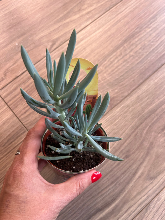Succulent 10.5cm pot (1)