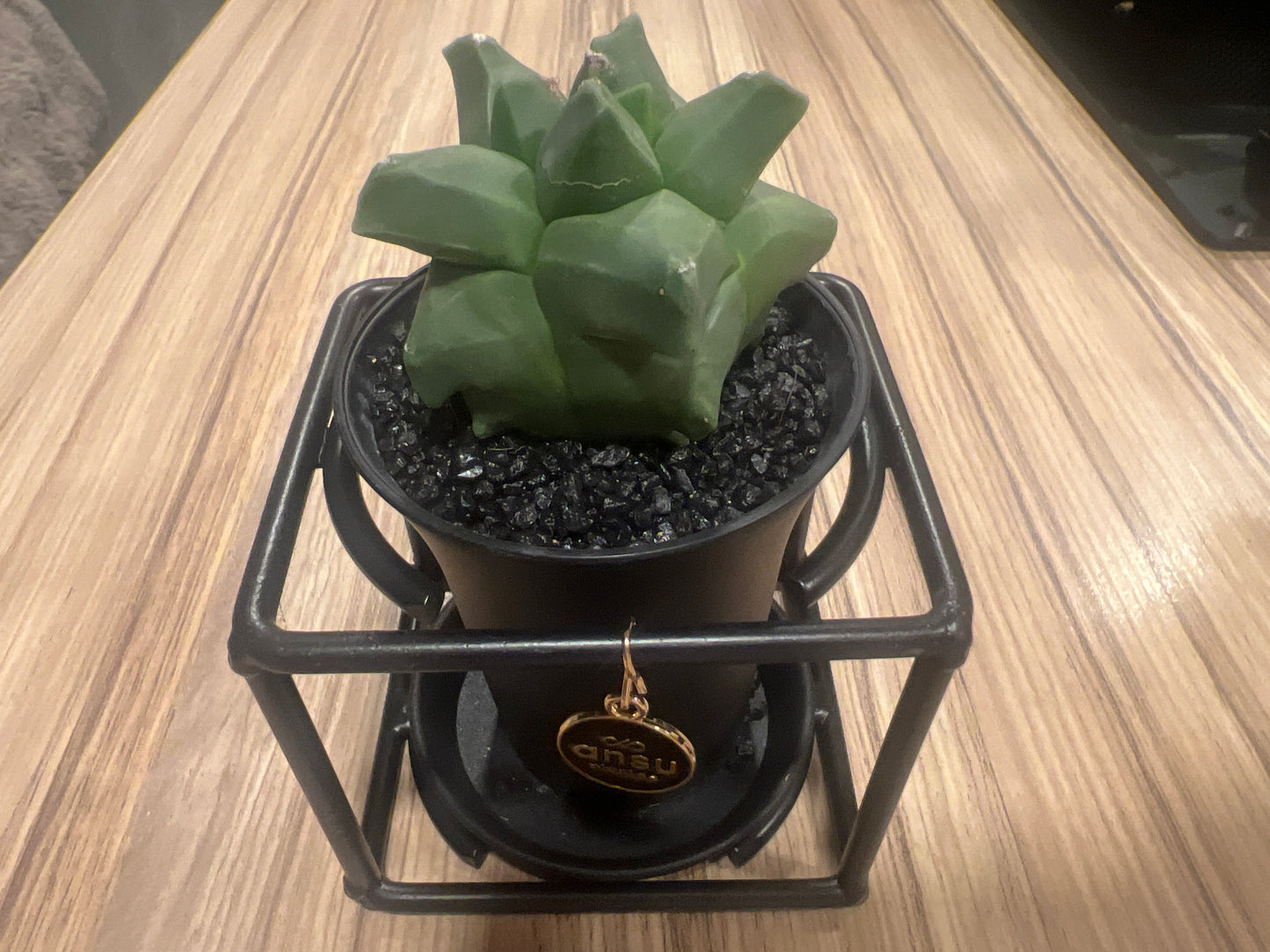 Cactus Astrophytum Myriostigma Design 10cm