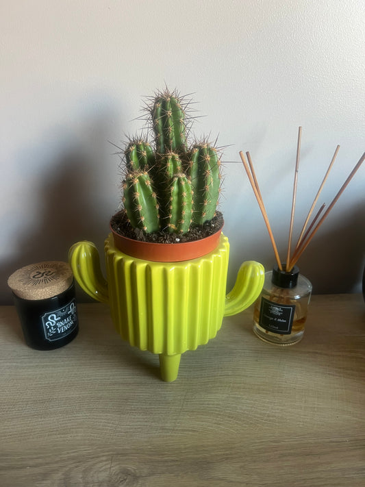 Cacti Ceramic Pot 11cm (3 styles to choose from)