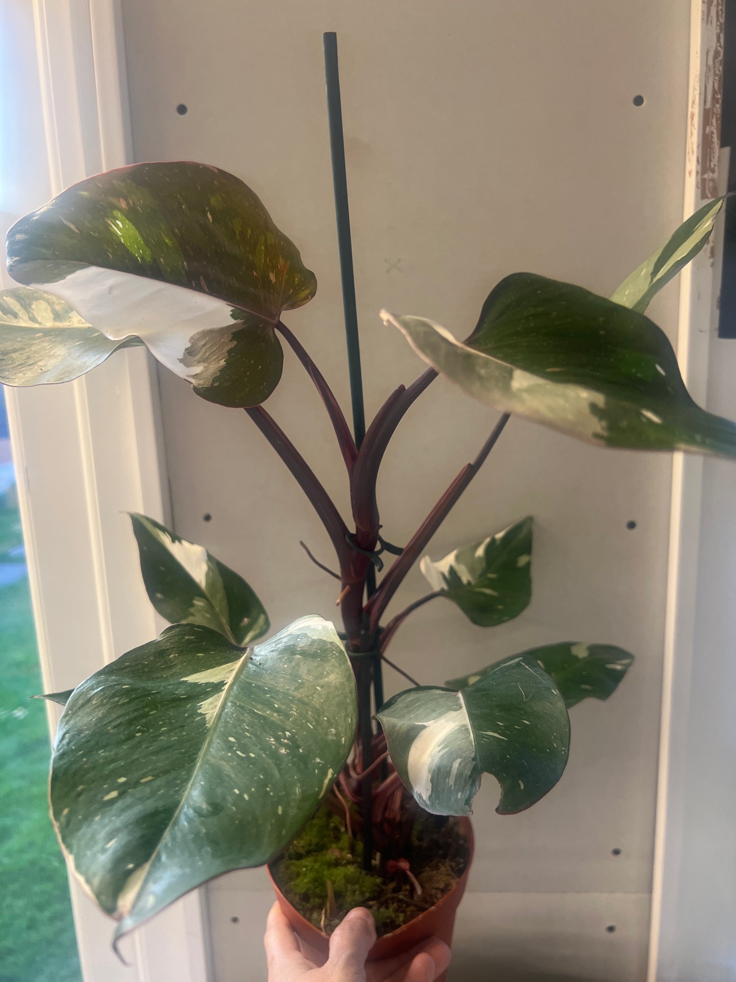 Philodendron Red Anderson 14cm