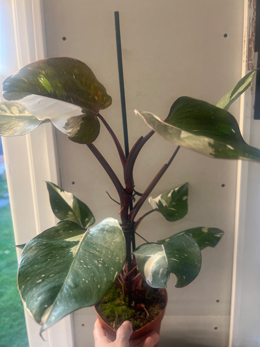 Philodendron Red Anderson 14cm