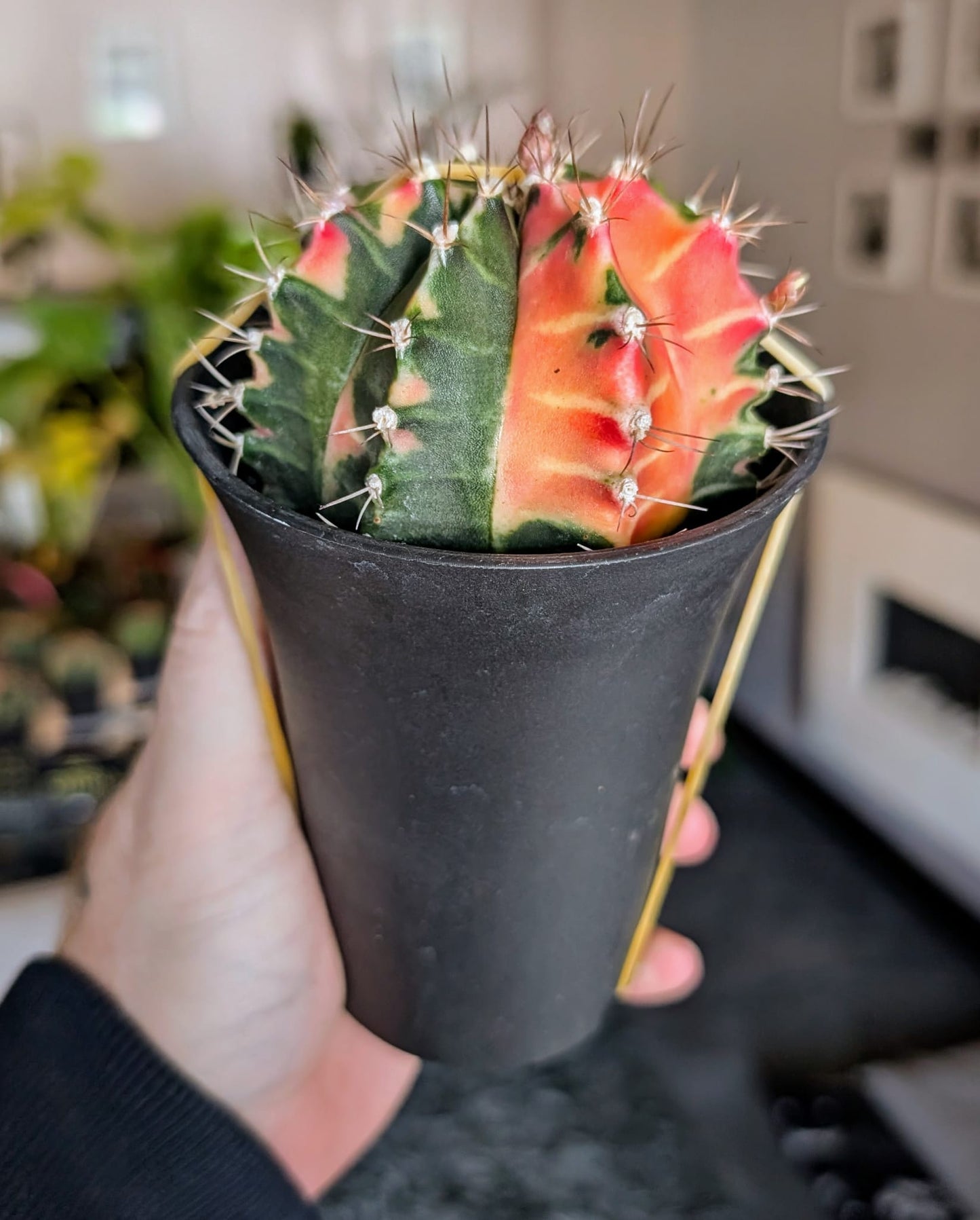 Gymnocalycium mihanovichii japan Mix - 10cm Pot