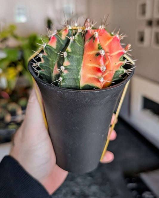 Gymnocalycium mihanovichii japan Mix - 10cm Pot