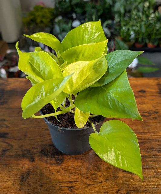 Neon pothos 12cm