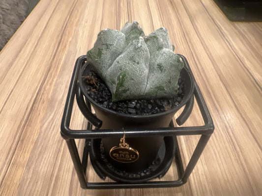 Cactus Astrophytum Myriostigma Design 10cm