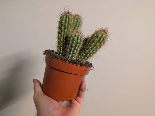 Cacti 15CM Pot - Variation 1