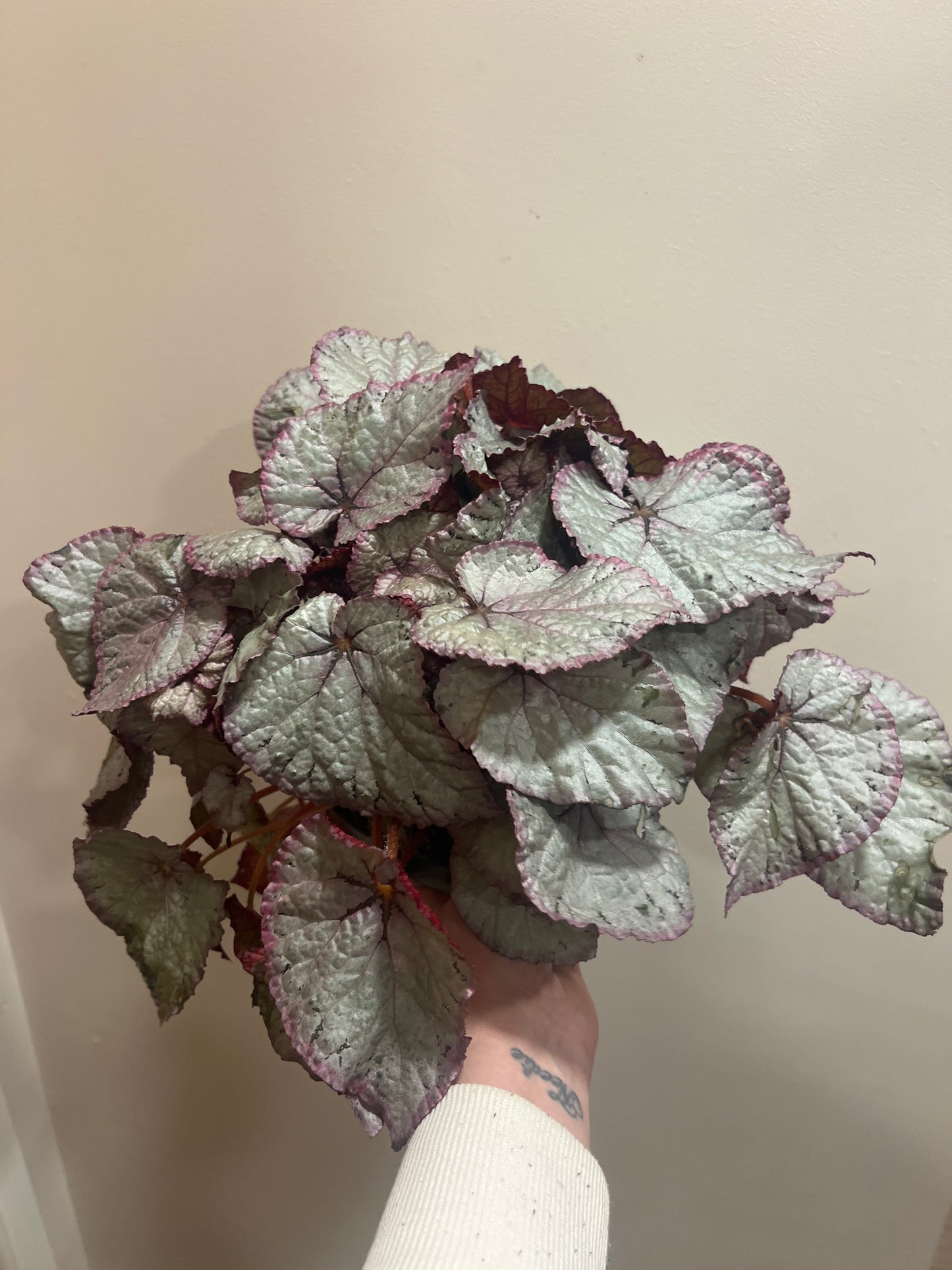 Begonia Beleaf 17cm Grade B