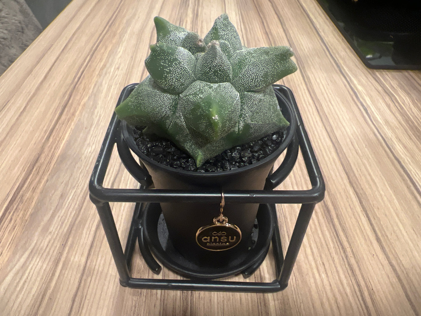 Cactus Astrophytum Myriostigma Design 10cm