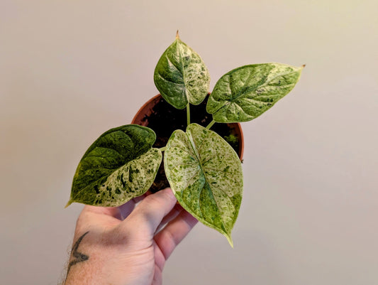 Alocasia dragon scale mint 10.5cm