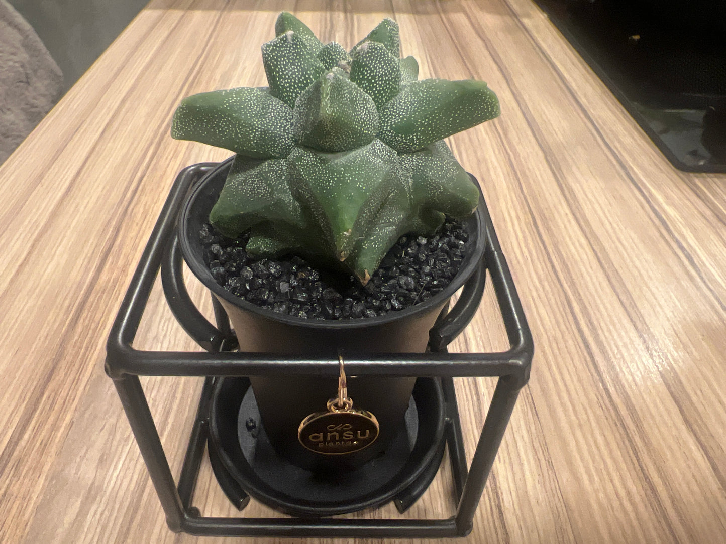 Cactus Astrophytum Myriostigma Design 10cm